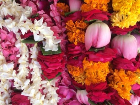 Widow Matas in Vrindavan - november 2016 - 7