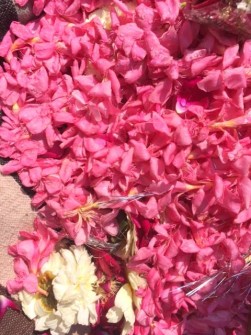 Divine Valentine in Vrindavan - 14 february 2017 - 10